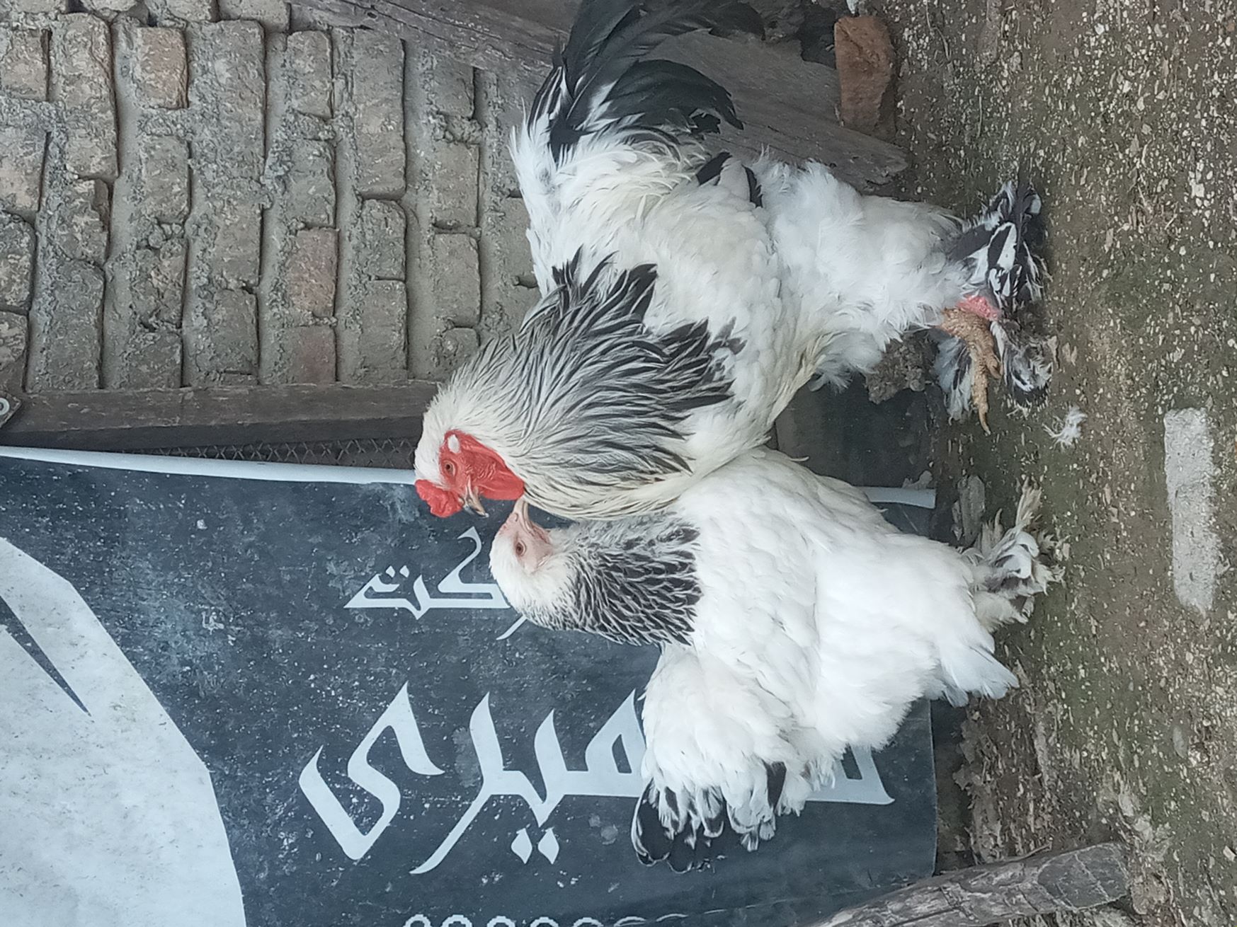 مرغ و خروس برهما کلمبین لایت